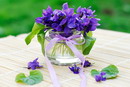 بنفشه معطر